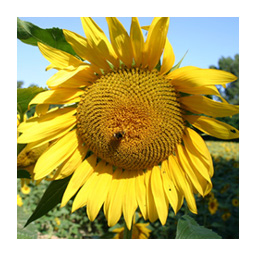 un tournesol