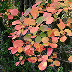 bricolage-feuilles-automne-1