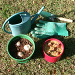 Plantation de bulbes de fleurs