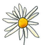 marguerite