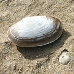 Activités sur la plage avec des coquillages