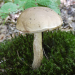 cueillette-champignons